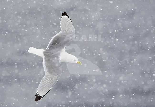Drieteenmeeuw volwassen vliegend in sneeuw; Black-legged Kittiwake adult flying in snow stock-image by Agami/Markus Varesvuo,