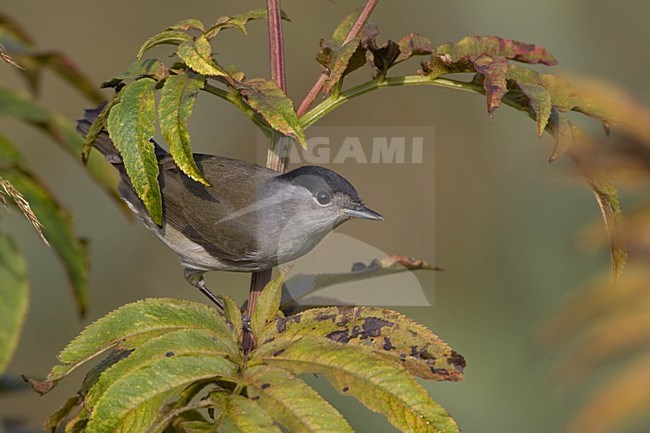 Blackcap male in bush, Zwartkop man in struik stock-image by Agami/Daniele Occhiato,