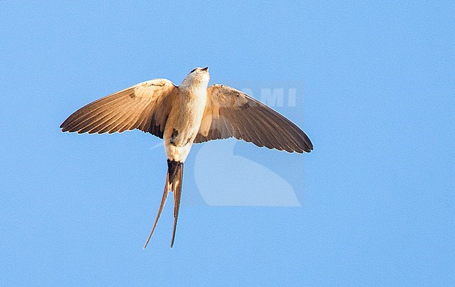 Adult Red-rumped Swallow (Cecropis rufula) in flight against a blue sky as background during spring on the Aegean island Lesvos in Greece. Seen from below in akward pose. stock-image by Agami/Marc Guyt,