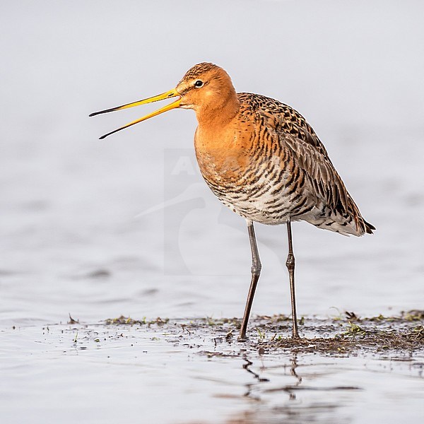 Adult Black-tailed Godwit (Limosa limosa) calling from a Dutch wetland. stock-image by Agami/Hans Germeraad,