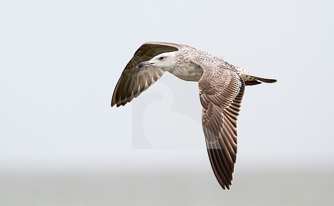 Eerste winter Pontische Meeuw in vlucht, First winter, Caspian Gull in flight stock-image by Agami/Karel Mauer,