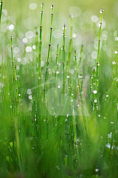 Variegated Horsetail, Equisetum variegatum stock-image by Agami/Wil Leurs,
