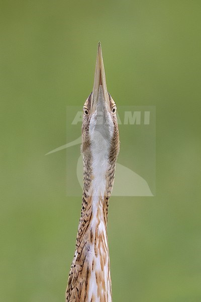 Pinnated Bittern (Botaurus pinnatus)  in El Salvador stock-image by Agami/Dubi Shapiro,