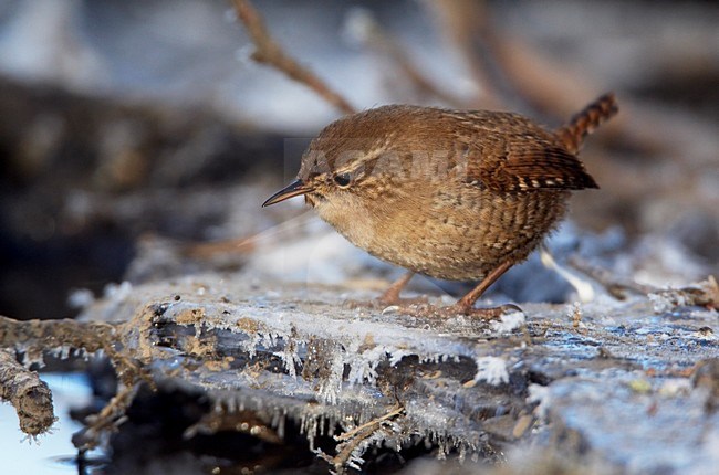Winterkoning in de winter; Winter Wren in winter stock-image by Agami/Markus Varesvuo,