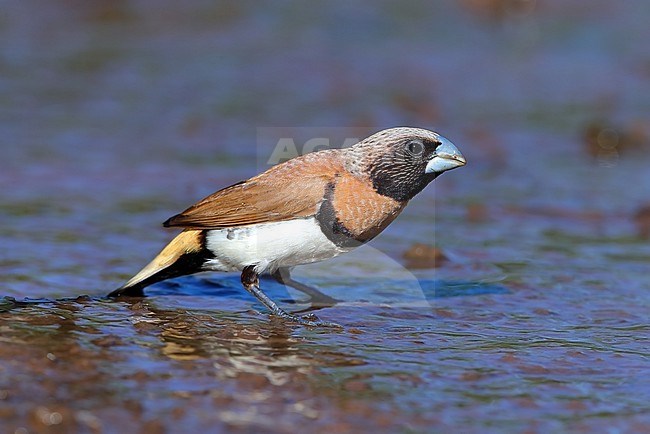 Chestnut-breasted Mannikin, Lonchura castaneothorax , at Papeete - French Polynesia stock-image by Agami/Aurélien Audevard,