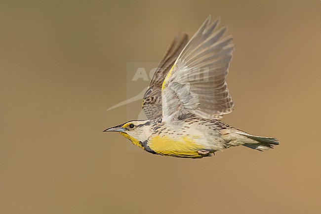 Adult Chihuahuan Meadowlark (Sturnella lilianae)
Cochise Co., Arizona, USA
May stock-image by Agami/Brian E Small,