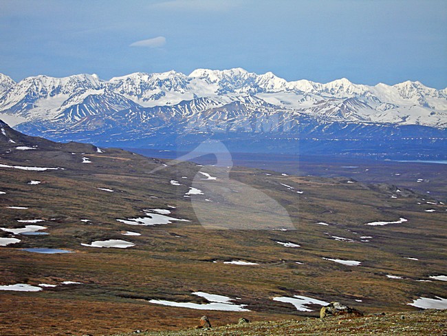 Denali NP stock-image by Agami/Pete Morris,