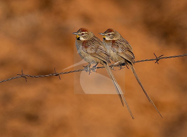 Chotoy Spinetail, Schoeniophylax phryganophilus petersi, pair perched on a wire stock-image by Agami/Andy & Gill Swash ,