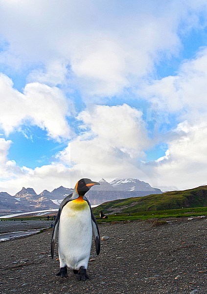 King Penguin (Aptenodytes patagonicus) on Salisbury plains beach in South Georgia island in the south Atlantic ocean. stock-image by Agami/Marc Guyt,
