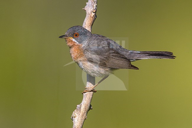 Male Western Subalpine Warbler (Sylvia (inornata) iberiae) perched on a twig in France. stock-image by Agami/Daniele Occhiato,