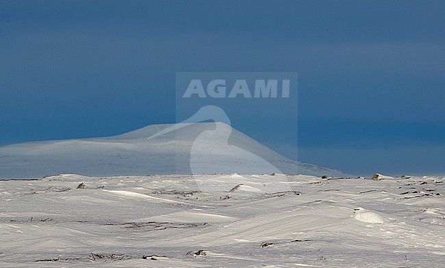 Ptarmigan male (Lagopus mutus) Utsjoki March 2017 stock-image by Agami/Markus Varesvuo,