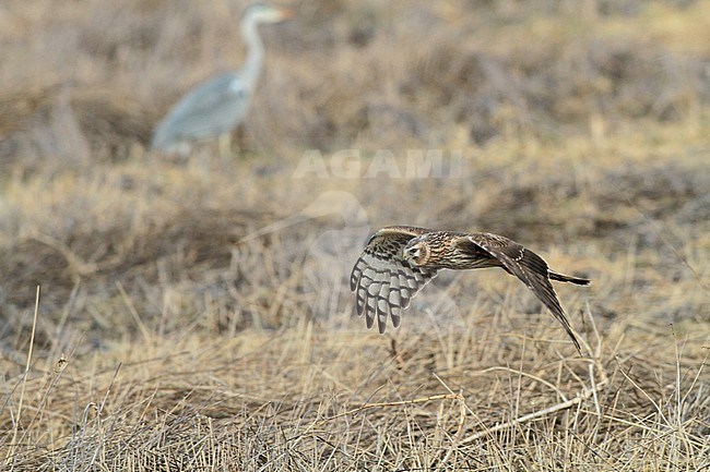 Second calender year female Hen Harrier (Circus cyaneus).  Hunting over a field, seen from the side. stock-image by Agami/Renate Visscher,