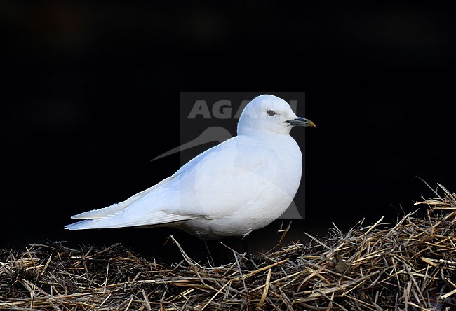 Ivory Gull (Pagophila eburnea ) on Spitsbergen. Adult perched on a stack of hay near the capital of Svalbard. stock-image by Agami/Laurens Steijn,