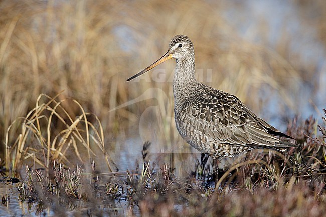 Adult female Hudsonian Godwit (Limosa haemastica) in summer plumage on the arctic tundra of Churchill, Manitoba in Canada. stock-image by Agami/Brian E Small,