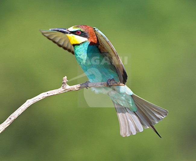 Bijeneter landend met gespreide vleugels; European Bee-eater landing with wings spread stock-image by Agami/Marc Guyt,