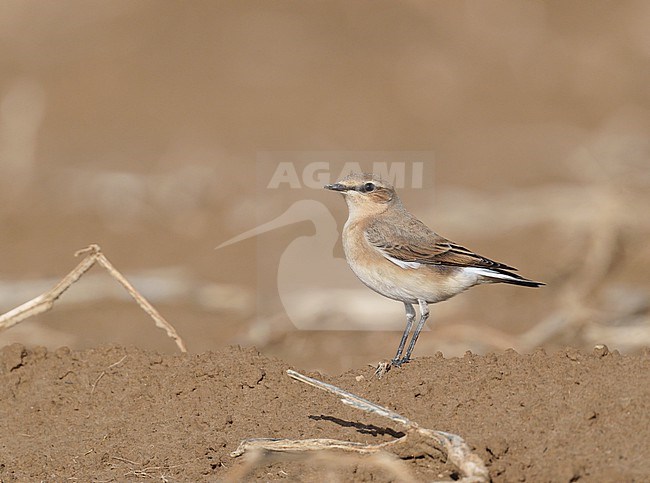 Autumn plumage Northern Wheatear (Oenanthe oenanthe) during stopover on autumn migration, standing on arable land stock-image by Agami/Ran Schols,