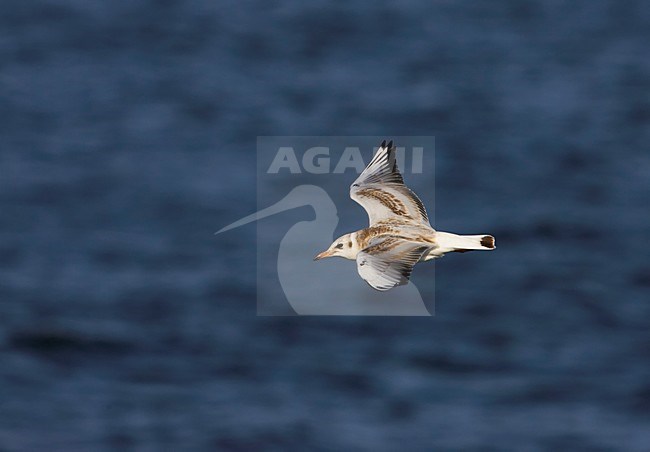 Kokmeeuw in vlucht, Black-headed Gull in flight stock-image by Agami/Markus Varesvuo,