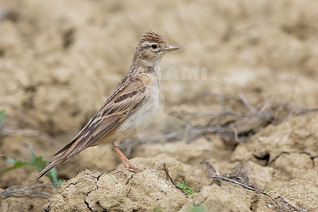Greater Short-toed Lark (Calandrella brahydactyla), side view of an adult standing on the ground, Campania, Italy stock-image by Agami/Saverio Gatto,