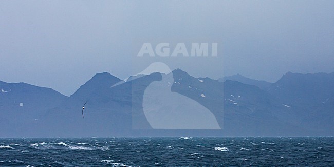 Volwassen Wenkbrauwalbatros vliegend boven de oceaan voor Zuid Georgia; Adult Black-browed Albatross flying above open ocean in front of South Georgia stock-image by Agami/Marc Guyt,