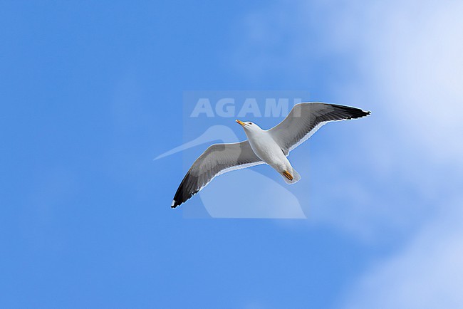 lesser black-backed gull (Larus fuscus) of subspecies intermedius in flight, found at Texel in the Netherlands stock-image by Agami/Mathias Putze,