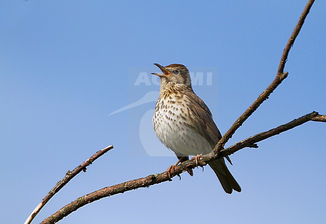 Zingende Zanglijster, Singing Song Thrush stock-image by Agami/Karel Mauer,
