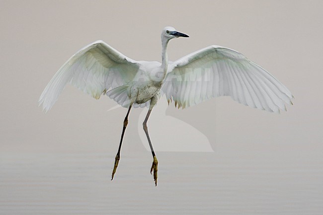 Kleine Zilverreiger in de vlucht; Little Egret in flight stock-image by Agami/Daniele Occhiato,