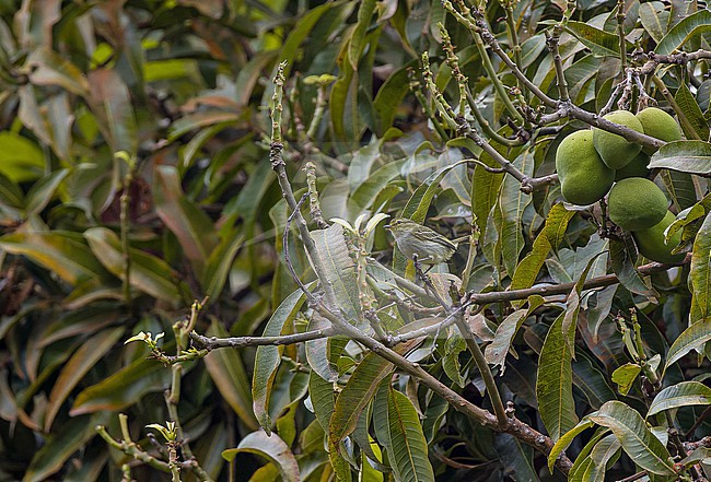 Coopmans's Tyrannulet (Zimmerius minimus) in Colombia. stock-image by Agami/Pete Morris,