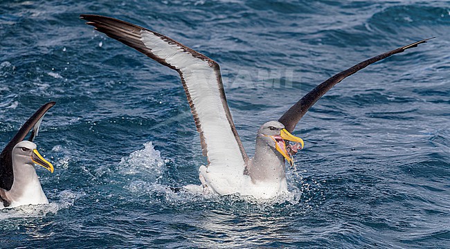 Chatham Albatross (Thalassarche eremita) at sea off the Chatham Islands in New Zealand.  Togoether with Buller's Albatross. stock-image by Agami/Marc Guyt,