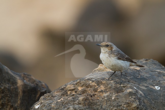 Arabian Wheatear - Schwarzrücken-Steinschmätzer - Oenanthe lugens ssp. lugentoides, Oman, adult female stock-image by Agami/Ralph Martin,