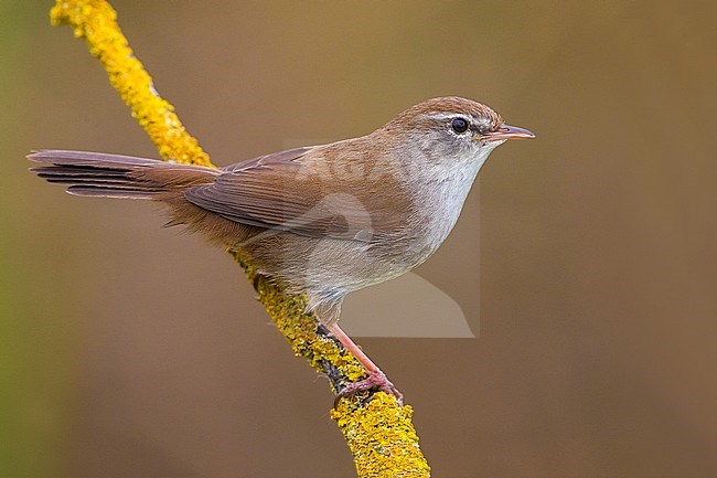 Cetti's Warbler (Cettia cetti) perched on a branch stock-image by Agami/Daniele Occhiato,