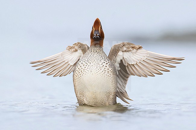Eurasian Teal (Anas crecca) in Italy. stock-image by Agami/Daniele Occhiato,