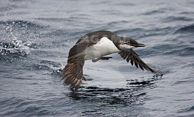 Zeekoet in winterkleed; Common Murre in winter plumage stock-image by Agami/Markus Varesvuo,