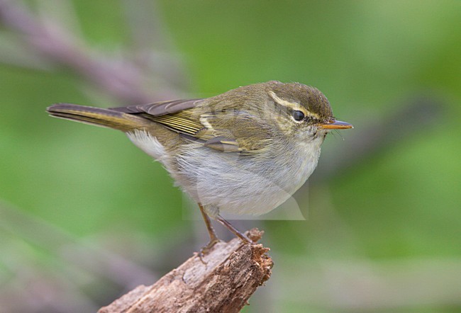 Two-barred Warbler perched on branch China, Swinhoes Boszanger zittend op tak China stock-image by Agami/Ran Schols,