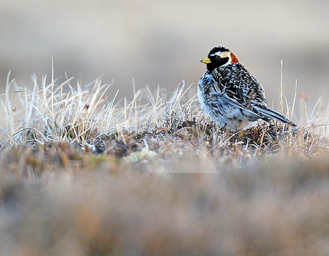 Adult male Lapland Bunting (Calcarius lapponicus alascensis) in Alaska, United States. Also know as Lapland Longspur. stock-image by Agami/Dani Lopez-Velasco,