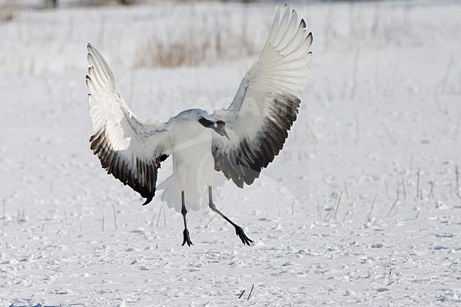 Landende Chinese Kraanvogel; Landing Red-crowned Crane stock-image by Agami/Marc Guyt,
