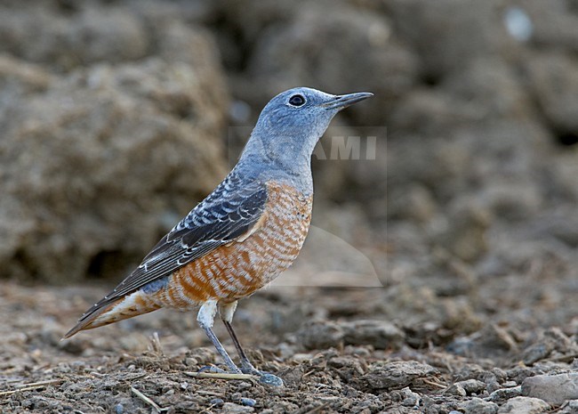 Onvolwassen Mannetje Rode Rotslijster; Immature Male Rufous-tailed Rock Thrush stock-image by Agami/Markus Varesvuo,