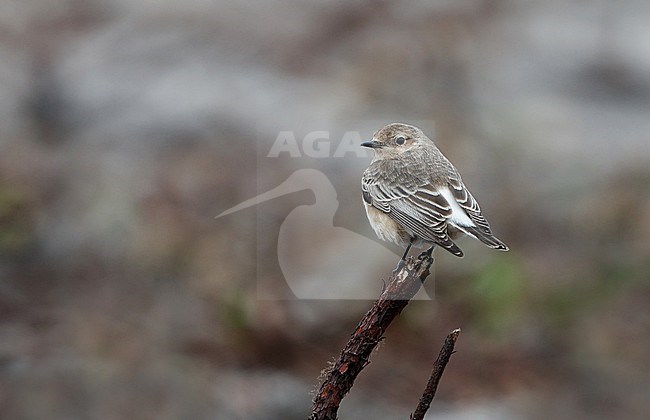 Pied Wheatear, Oenanthe pleschanka (1stWinter female), Rørvig, Denmark stock-image by Agami/Helge Sorensen,