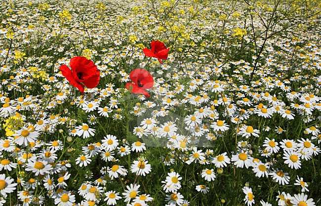 Klaprozen en kamille op een aan zijn lot overgelaten grasland. Common Poppies and Camomile on a deserted grassland. stock-image by Agami/Jacques van der Neut,