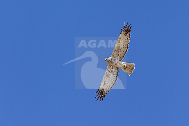 adult male eastern marsh harrier (circus spilonotus) in flight, found in eastern Mongolia in Dornod Aimag stock-image by Agami/Mathias Putze,