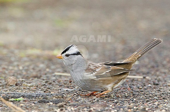 White-crowned Sparrow (Zonotrichia leucophrys gambelii) on the Middle Fields on Corvo in the Azores, Portugal. Vagrant from North America during autumn. stock-image by Agami/David Monticelli,