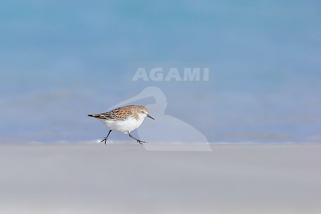 Red-necked Stint (Calidris ruficollis), running along beach stock-image by Agami/Georgina Steytler,