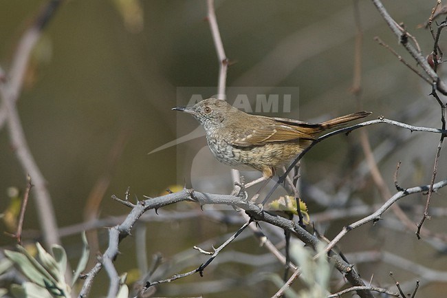 A rare clear view of the very skulky Barred Wren-warbler. stock-image by Agami/Jacob Garvelink,