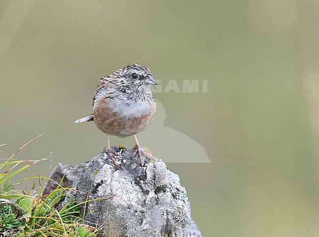 Worn adult Rock Bunting (Emberiza cia) during late summer or early autumn in Spain. stock-image by Agami/Laurens Steijn,