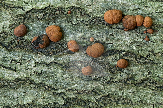 Paddestoelen, Fungi stock-image by Agami/Menno van Duijn,