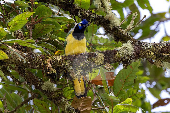 Green Jay (Cyanocorax yncas galeatus) perched on a large tree branch. stock-image by Agami/David Monticelli,
