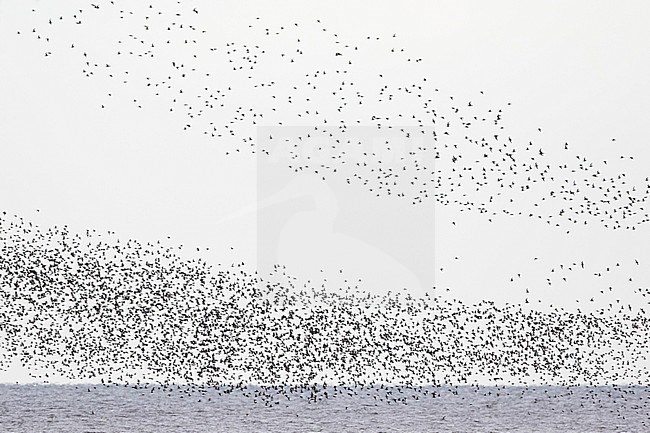 Huge flock of Dunlins (Calidris alpina) flying above the German Wadden Sea. stock-image by Agami/Ralph Martin,