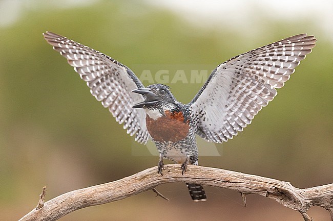 Giant Kingfisher (Megaceryle maxima) sitting on a horizontal branch in South Africa with its wings raised high. stock-image by Agami/Bence Mate,