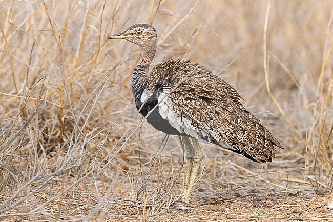 Red-crested Korhaan (Lophotis rufictrista), side view of an adult male standing on the ground, Mpumalanga, South Africa stock-image by Agami/Saverio Gatto,