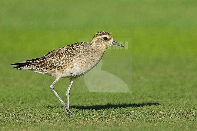Adult Pacific Golden Plover (Pluvialis fulva) in nonbreeding plumage at Mauna Kea, Hawaii, USA in February 2018. stock-image by Agami/Brian E Small,