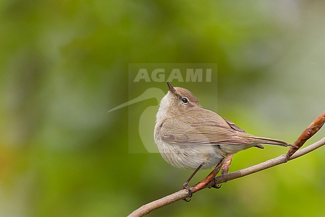 Common Chiffchaff - Zilpzalp - Phylloscopus collybita ssp. collybita, Germany stock-image by Agami/Ralph Martin,